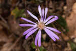 Georgia aster